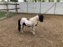 Mini-Shetlandpony