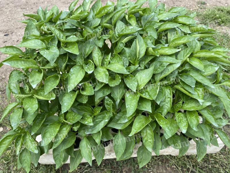 Paprika seedling
