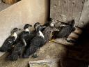 5 week old Indian gerbil for sale