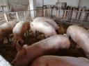 Mastschweine zu verkaufen