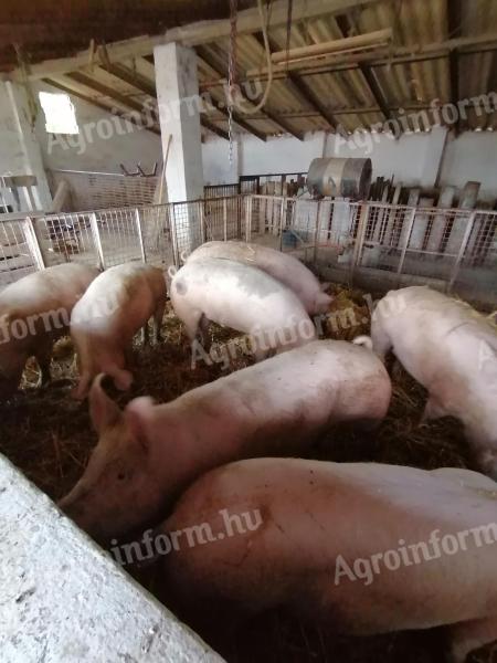 Mastschweine zu verkaufen