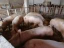 Mastschweine zu verkaufen