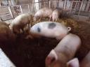 Mastschweine zu verkaufen