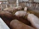 Mastschweine zu verkaufen
