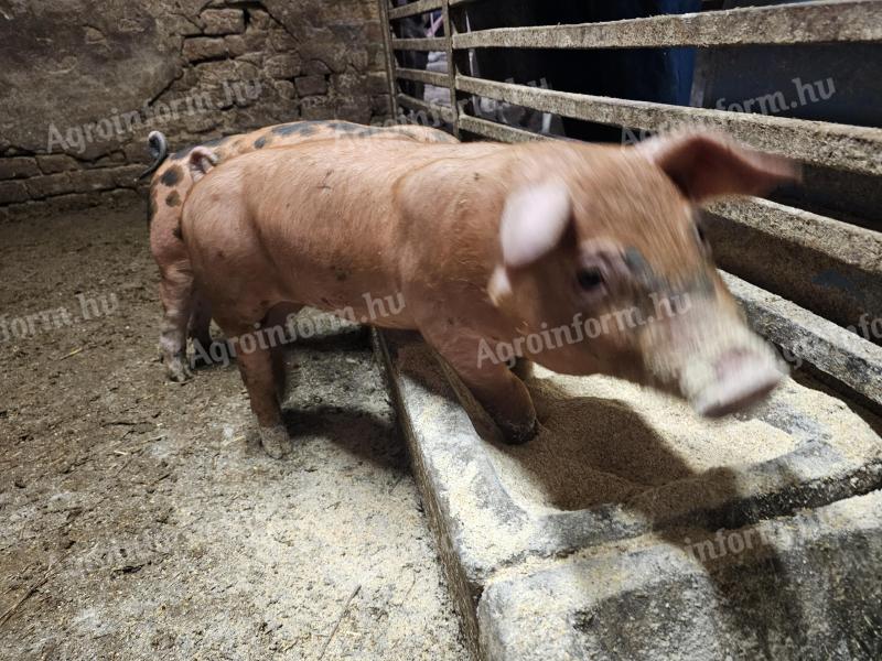Ferkel zu verkaufen