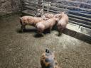 Ferkel zu verkaufen