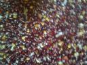 Maize Red