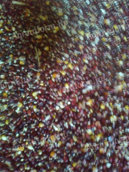 Maize Red