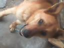 My German Shepherd dog is looking for a new owner