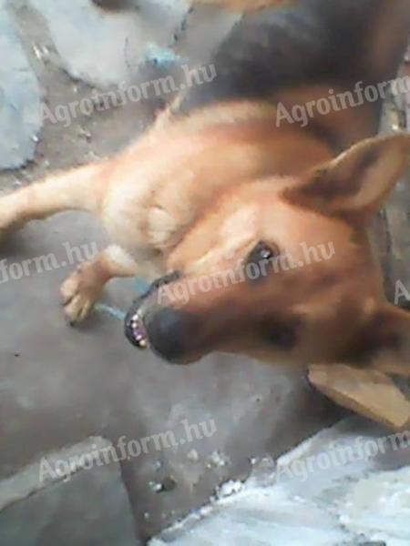 My German Shepherd dog is looking for a new owner