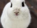 Purebred, coloured dwarf buckwheat