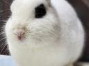 Purebred, coloured dwarf buckwheat