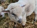 Lambs for sale
