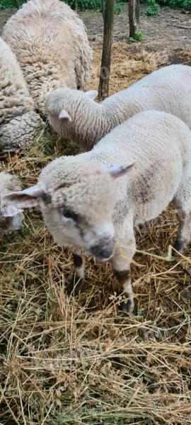 Lambs for sale