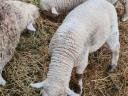 Lambs for sale