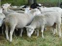 Berrichon pedigree rams - pedigree