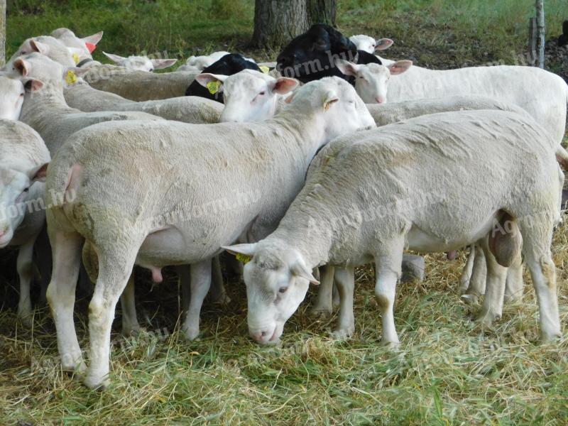 Berrichon pedigree rams - pedigree