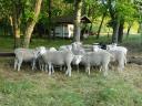 Berrichon pedigree rams - pedigree