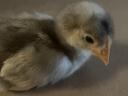 2 Wochen alte Australorp-Hühner zu verkaufen
