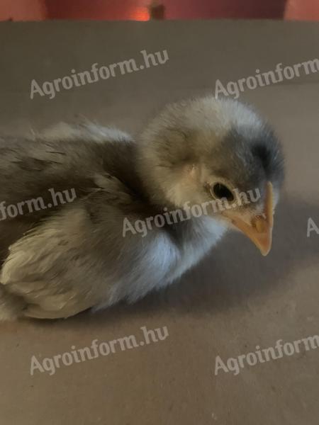 2 Wochen alte Australorp-Hühner zu verkaufen