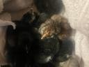 2 Wochen alte Australorp-Hühner zu verkaufen