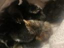 2 Wochen alte Australorp-Hühner zu verkaufen
