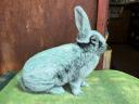 Bright big silver rabbit