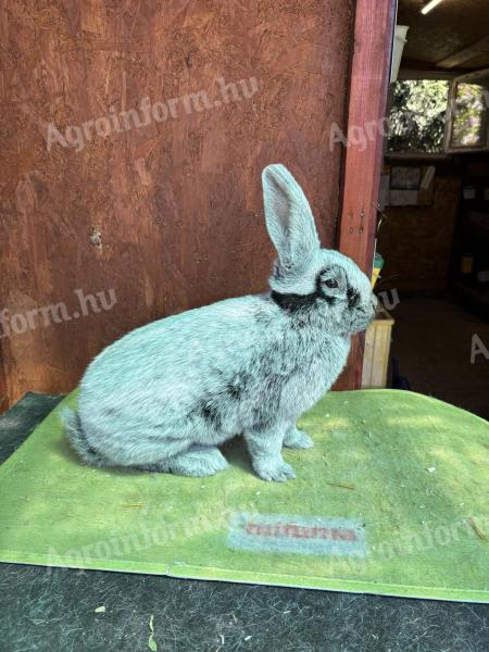 Bright big silver rabbit