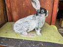 Bright big silver rabbit