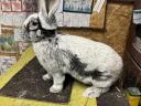Bright big silver rabbit