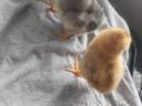 Chicks would move in a few days, mostly in one piece