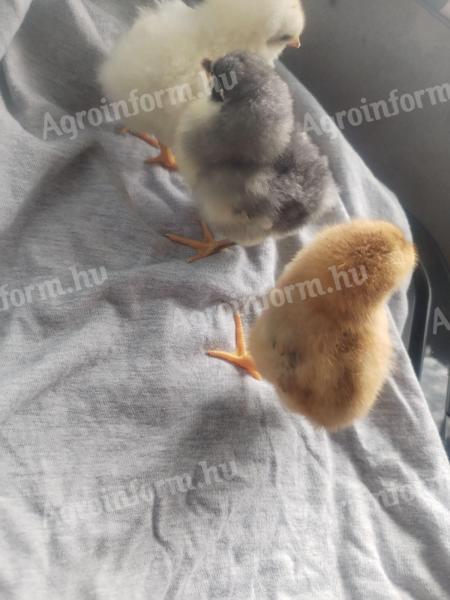 Chicks would move in a few days, mostly in one piece