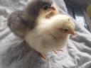 Chicks would move in a few days, mostly in one piece