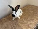 German giant butterfly rabbit for sale
