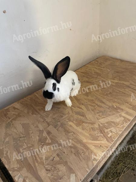 German giant butterfly rabbit for sale