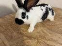 German giant butterfly rabbit for sale