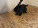 German giant butterfly rabbit for sale