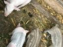 Schwein