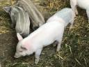 Schwein