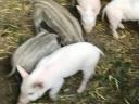 Schwein