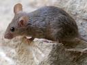 Feed mouse