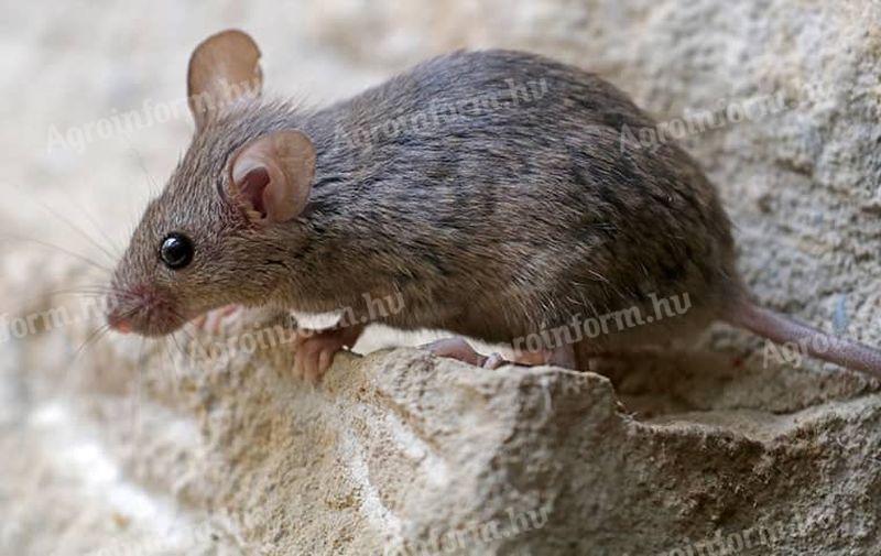 Feed mouse