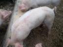 7 Wochen alte Ferkel zu verkaufen