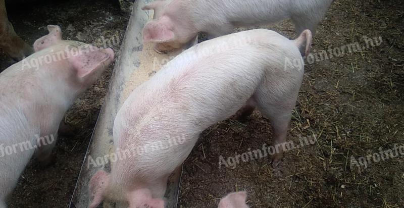 7 Wochen alte Ferkel zu verkaufen