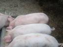 7 Wochen alte Ferkel zu verkaufen
