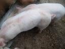 7 Wochen alte Ferkel zu verkaufen