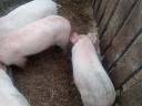 7 Wochen alte Ferkel zu verkaufen