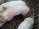 7 Wochen alte Ferkel zu verkaufen