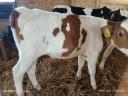 Selected cattle calves for meat (4 pieces)