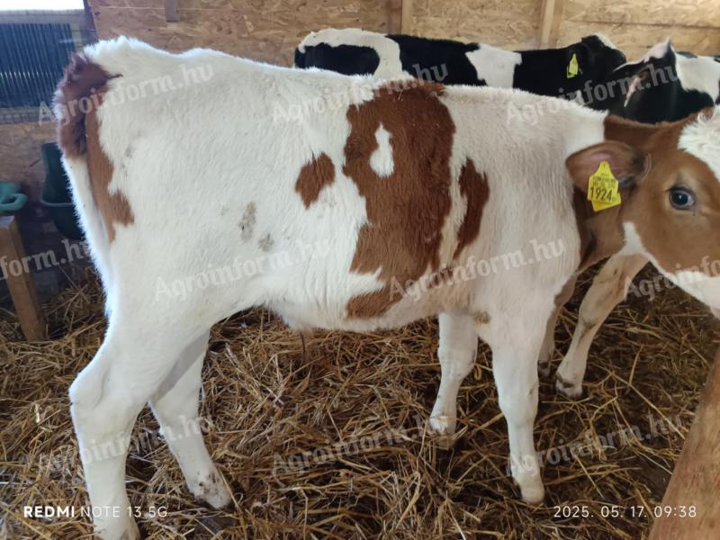 Selected cattle calves for meat (4 pieces)